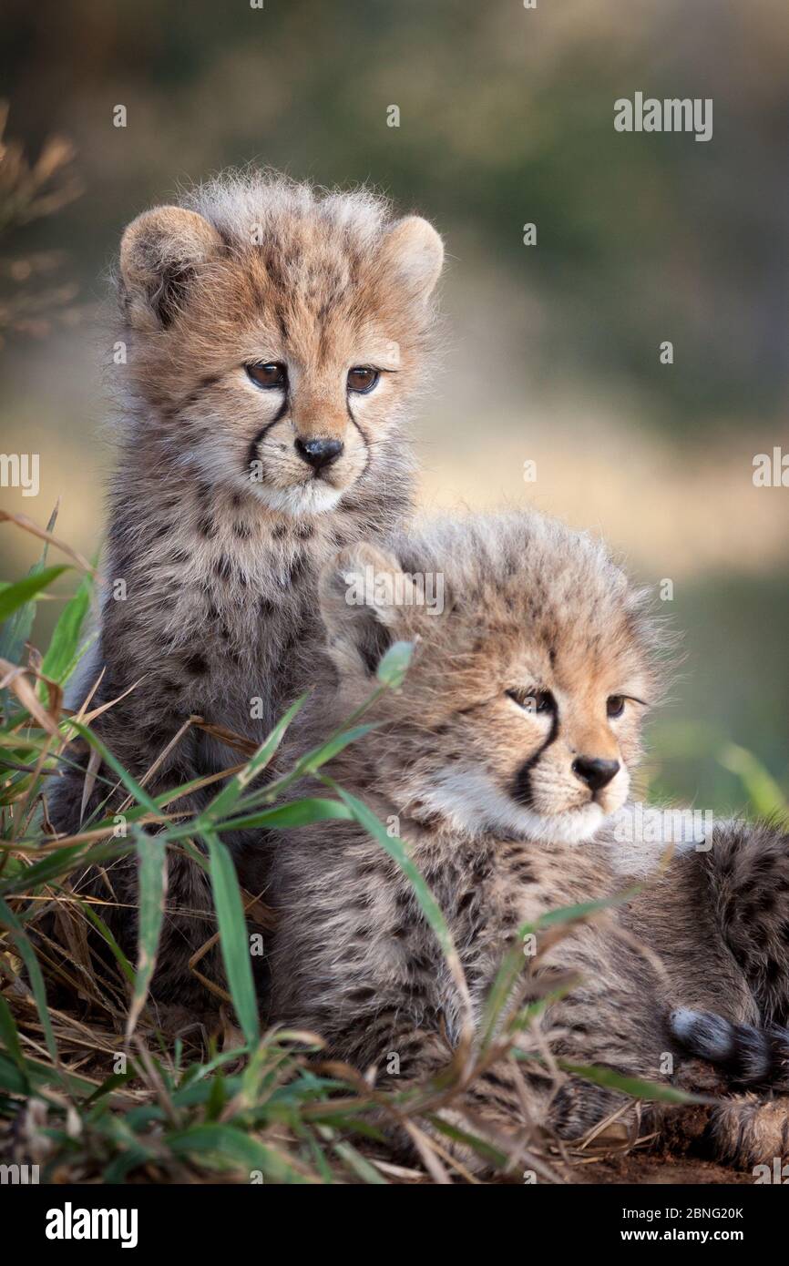 Due piccoli cuccioli di allarme Cheetah Kruger Park Sud Africa Foto Stock