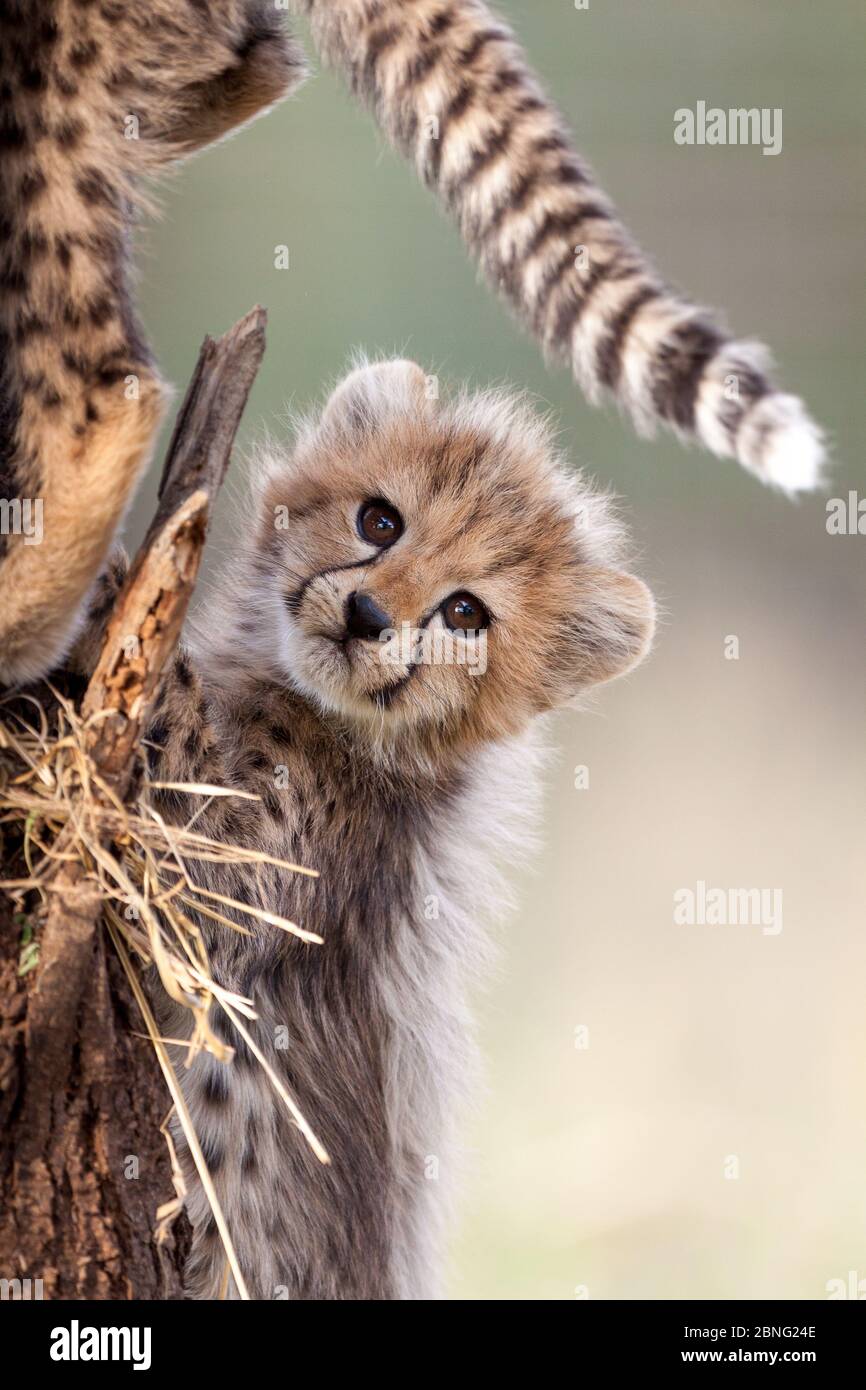 Un piccolo cucciolo di Cheetah, carino e divertente, nel Kruger Park Sud Africa Foto Stock