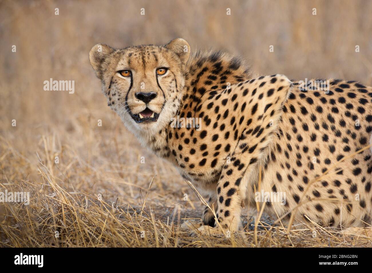 Un maschio africano Cheetah piegarsi e guardare allerta in erba secca Kruger Park Sud Africa Foto Stock