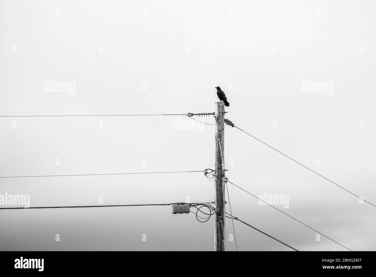 Taos, New Mexico - un uccello solista, corvo arroccato sulla cima del palo Foto Stock