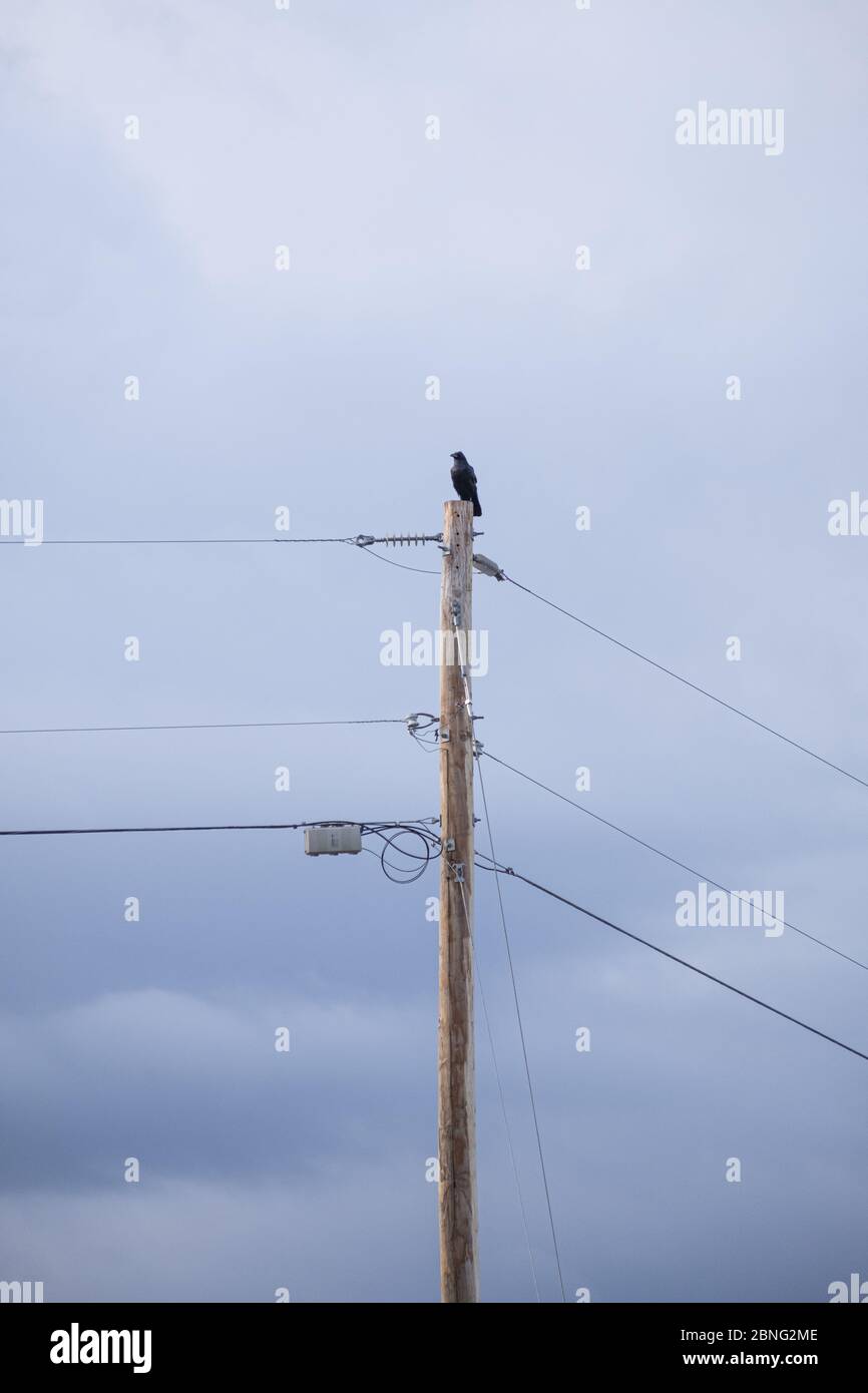 Taos, New Mexico - un uccello solista, corvo arroccato sulla cima del palo Foto Stock