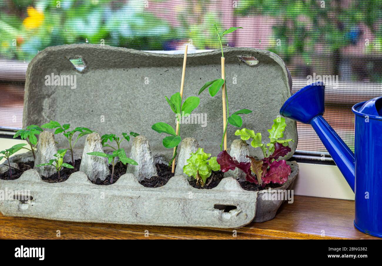 Primo piano di piantine vegetali che crescono in scatola di uova riutilizzata su sporgenza finestra. Riciclare, riutilizzare per ridurre gli sprechi e coltivare il proprio cibo. Foto Stock