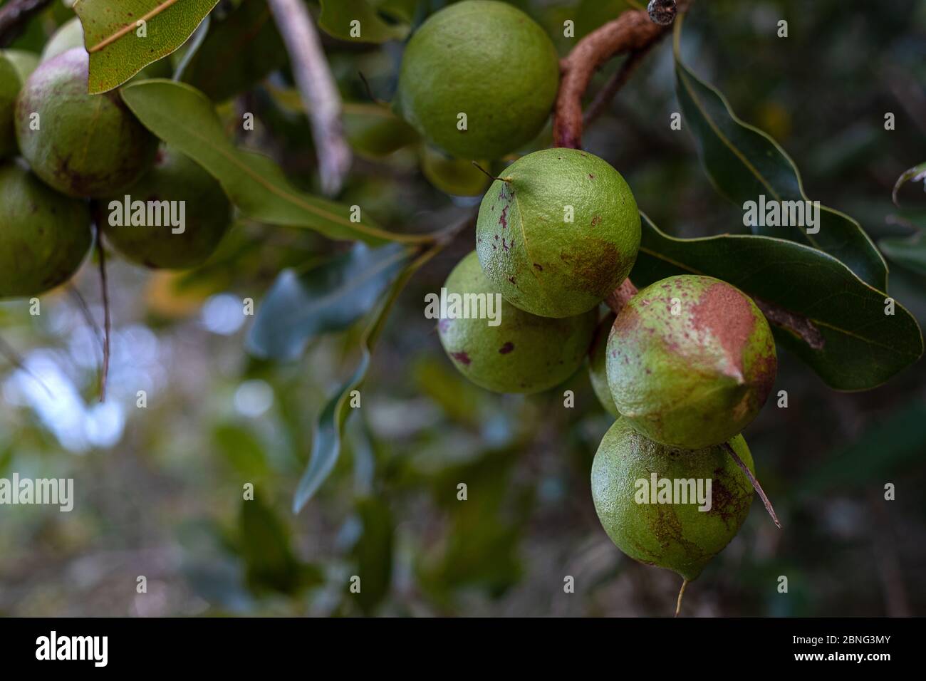 Gruppo di noci di macadamia sul suo albero nella piantagione a sfondo sfocato Foto Stock