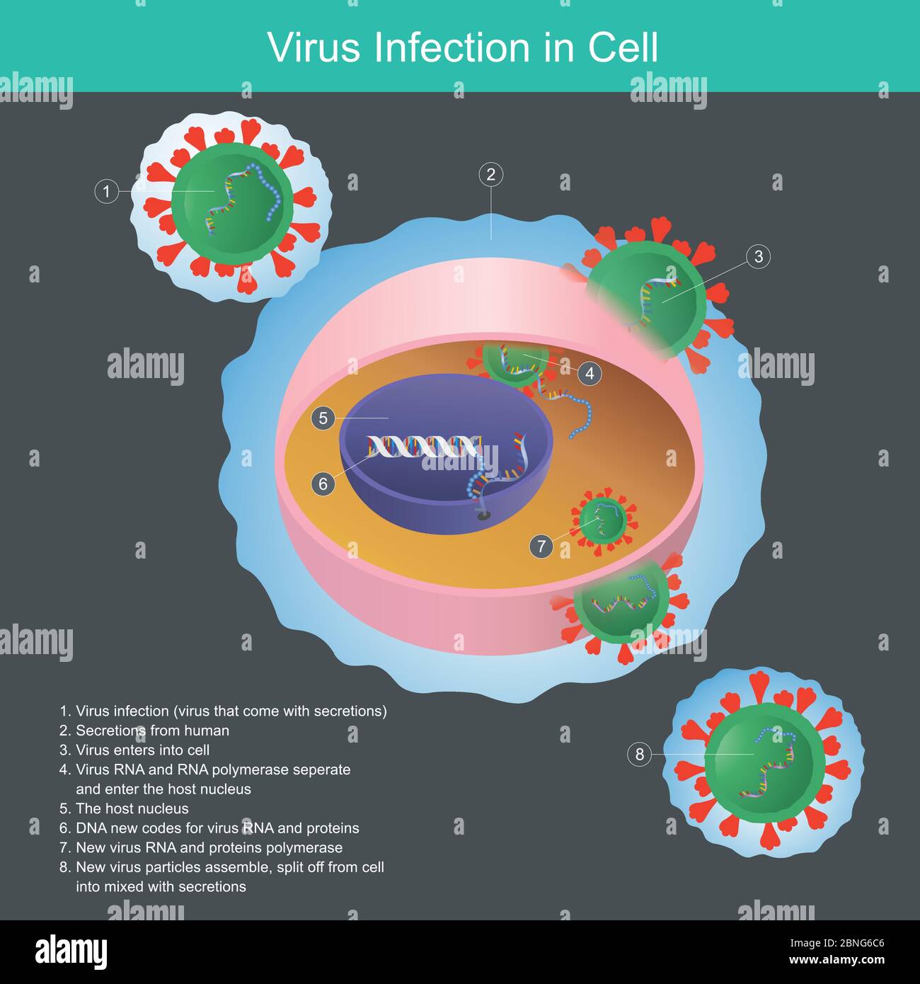 Infezione da virus in cellule. Illustrazione spiegare il virus da secrezioni umane l'infezione entra in cellule e nel nucleo. Illustrazione Vettoriale
