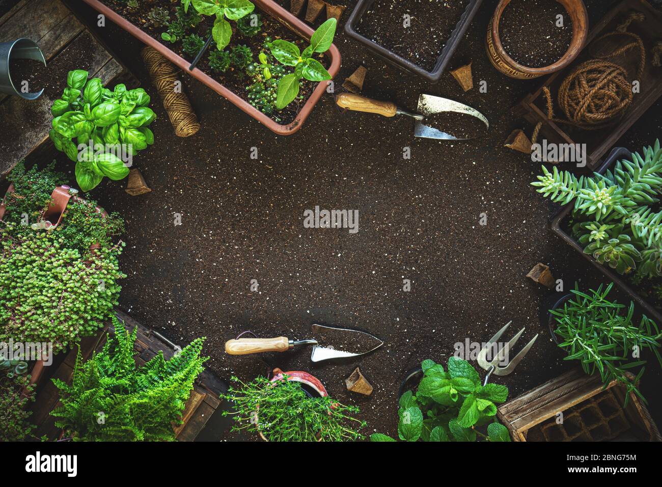 Composizione con piante e attrezzi da giardinaggio con spazio per il testo Foto Stock