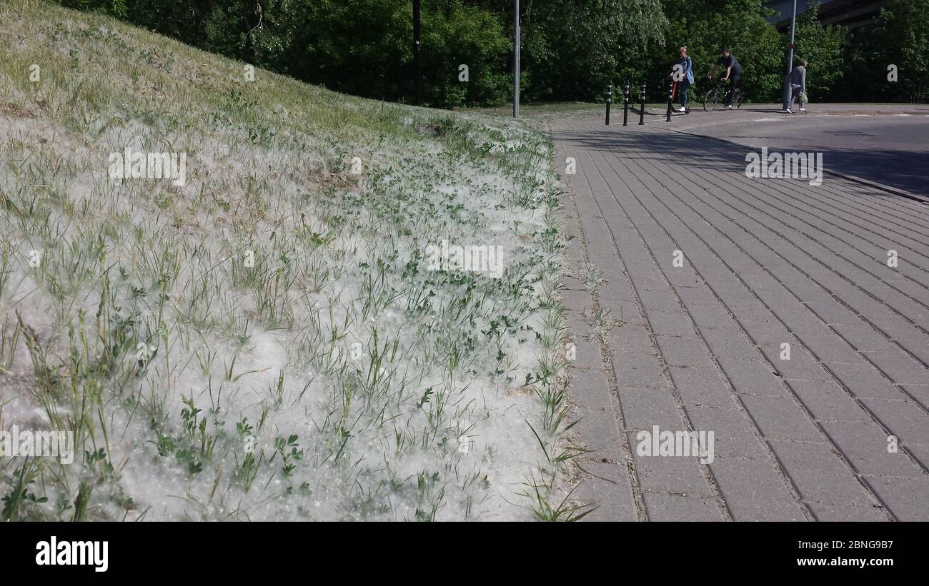 Erba piena di giù da alberi in fiore Foto Stock