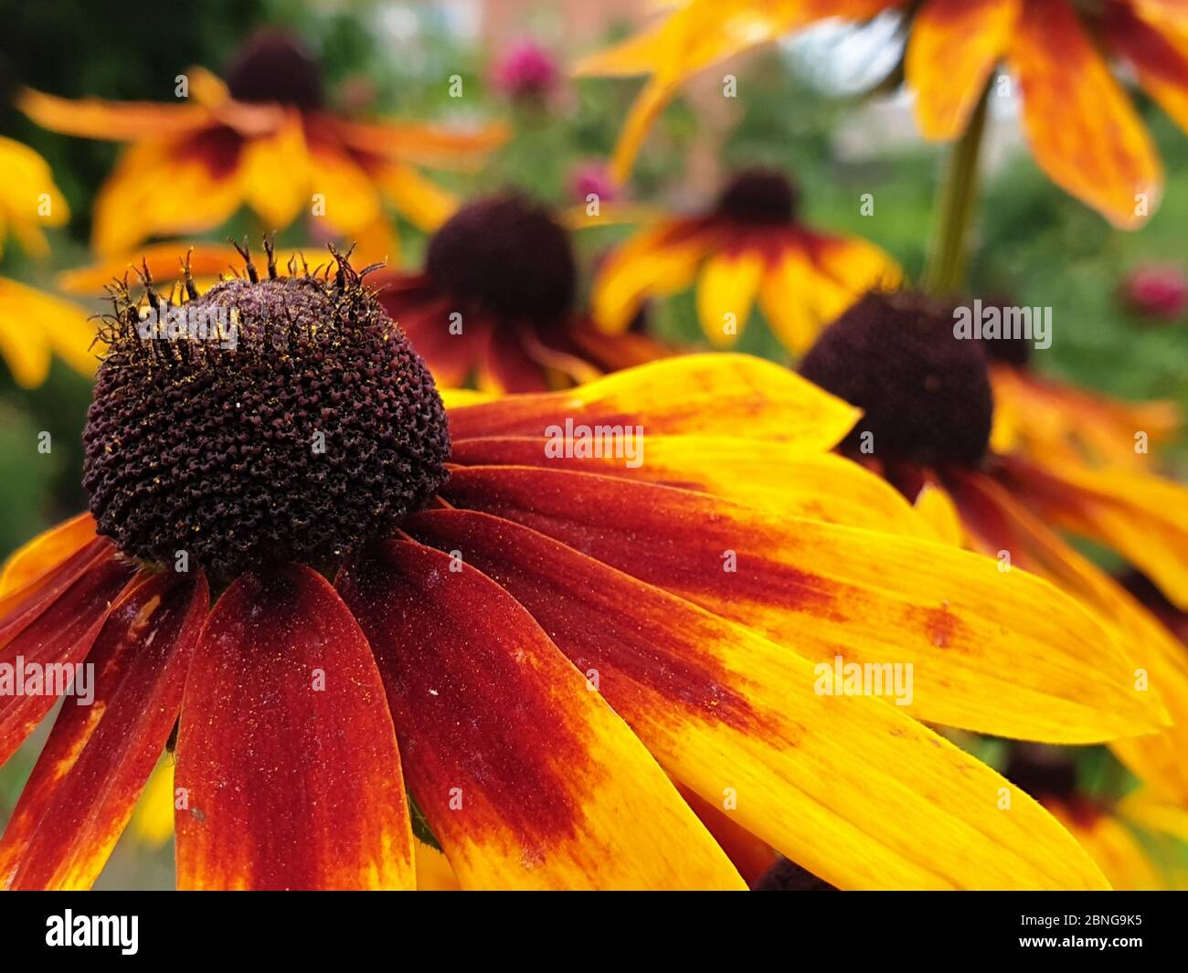 Primo piano di petali di fiori gialli Foto Stock