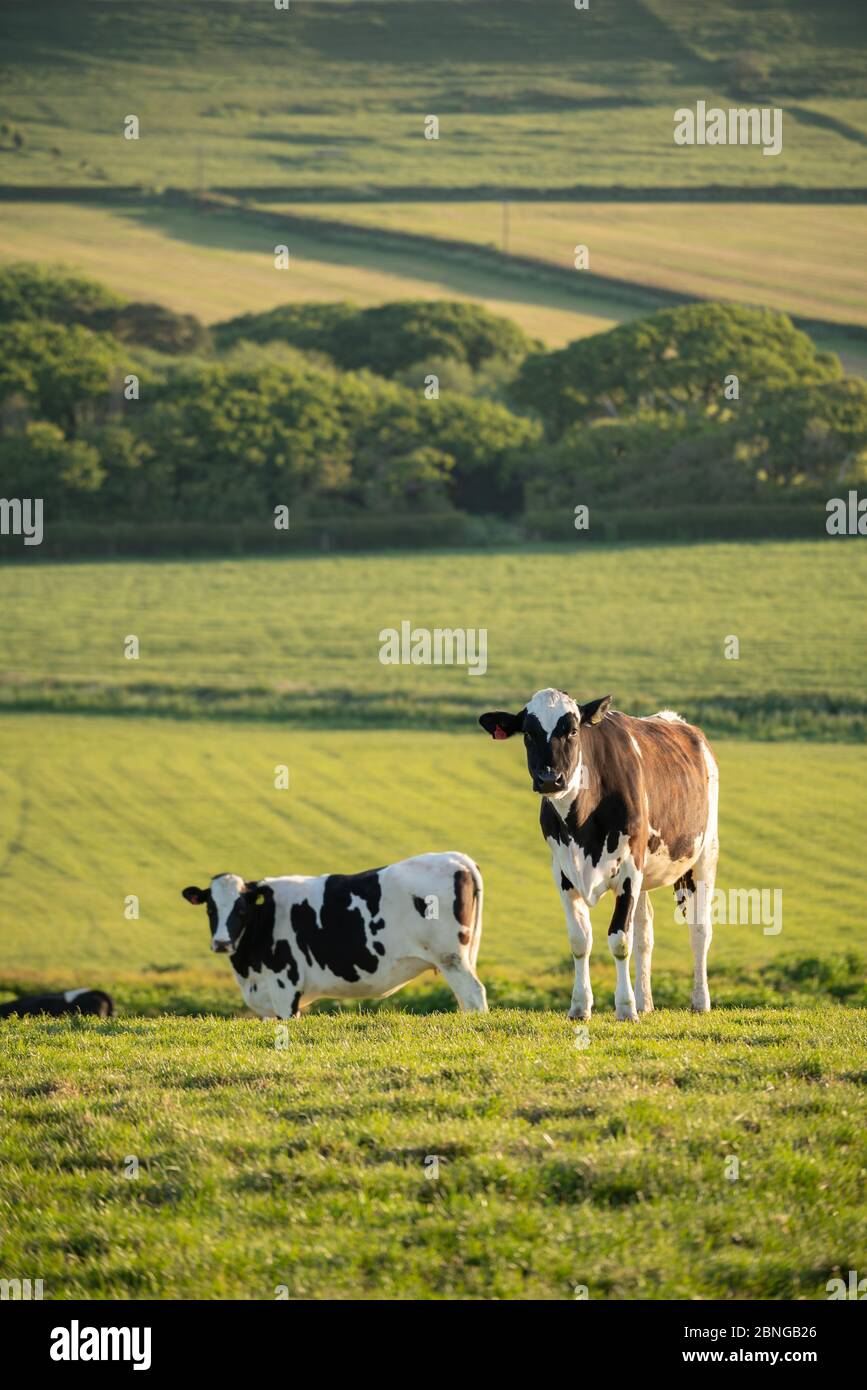 Abbotsbury, Dorset, Regno Unito. 15 MAGGIO 2020. Regno Unito Meteo. Mucche in un campo su un fresco chiaro e freddo alba in Dorset. Credit: Dan Tucker/Alamy Live Foto Stock