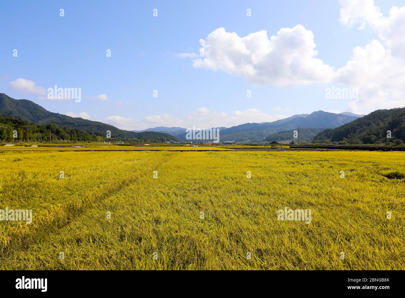 Paesaggio del campo di riso autunnale. Chungcheongbuk-do, Corea del Sud Foto Stock