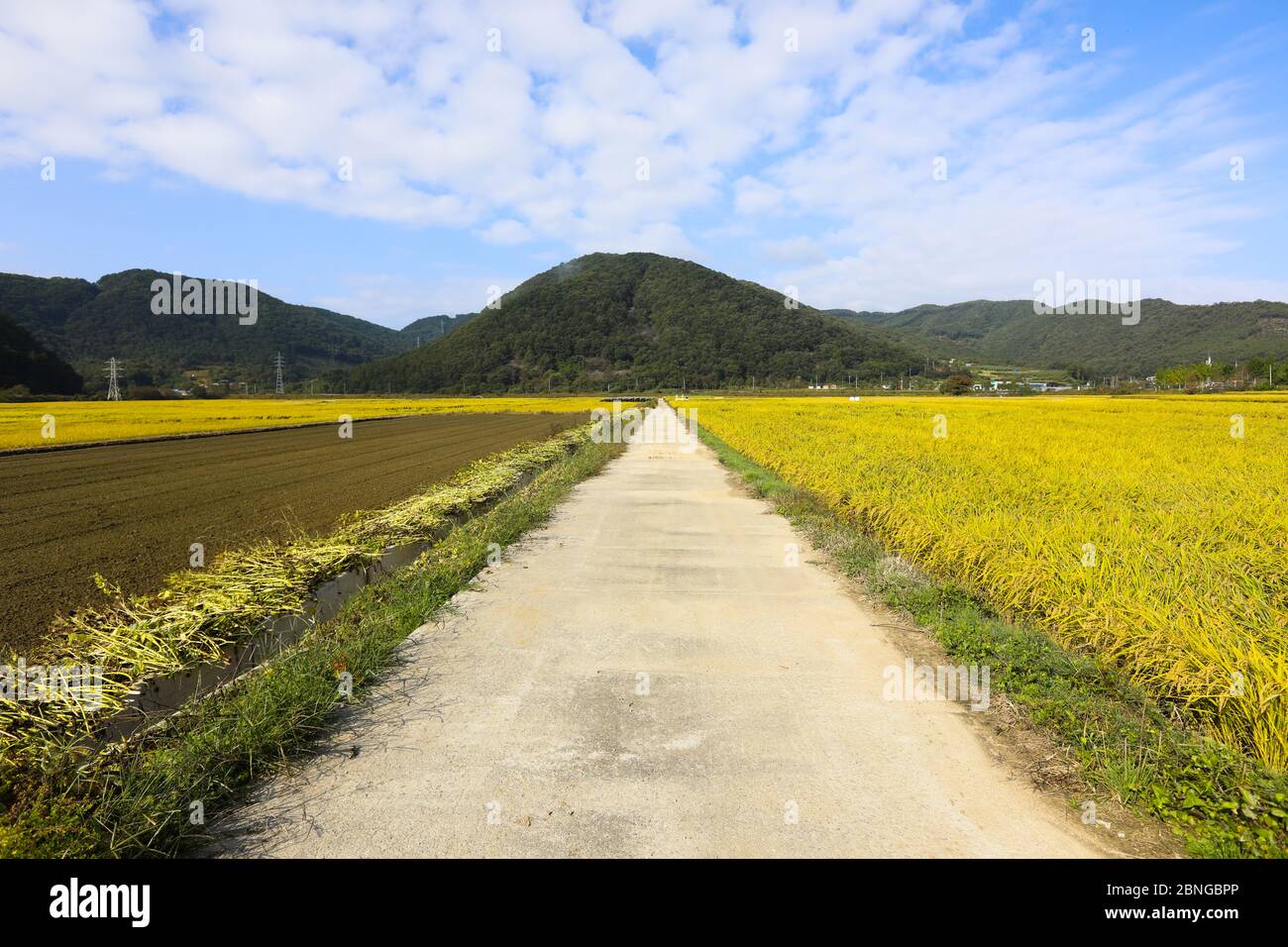 Scenario stradale tra campi di riso in autunno. Chungcheongbuk-do, Corea del Sud Foto Stock