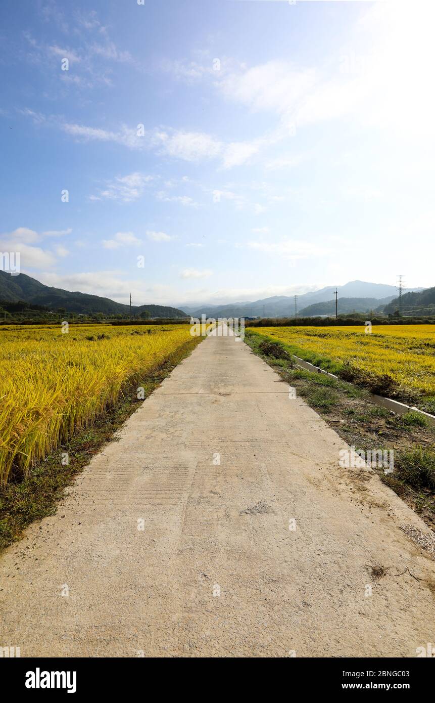 Scenario stradale tra campi di riso in autunno. Chungcheongbuk-do, Corea del Sud Foto Stock