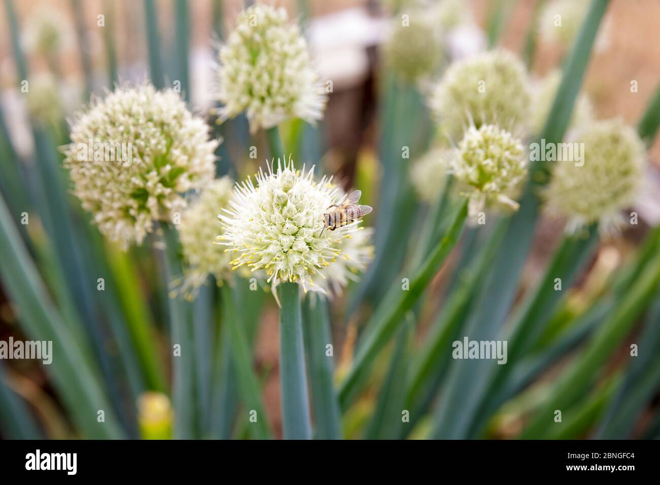 La bee di miele raccoglie il nettare sui fiori della cipolla perenne (Allium) Foto Stock