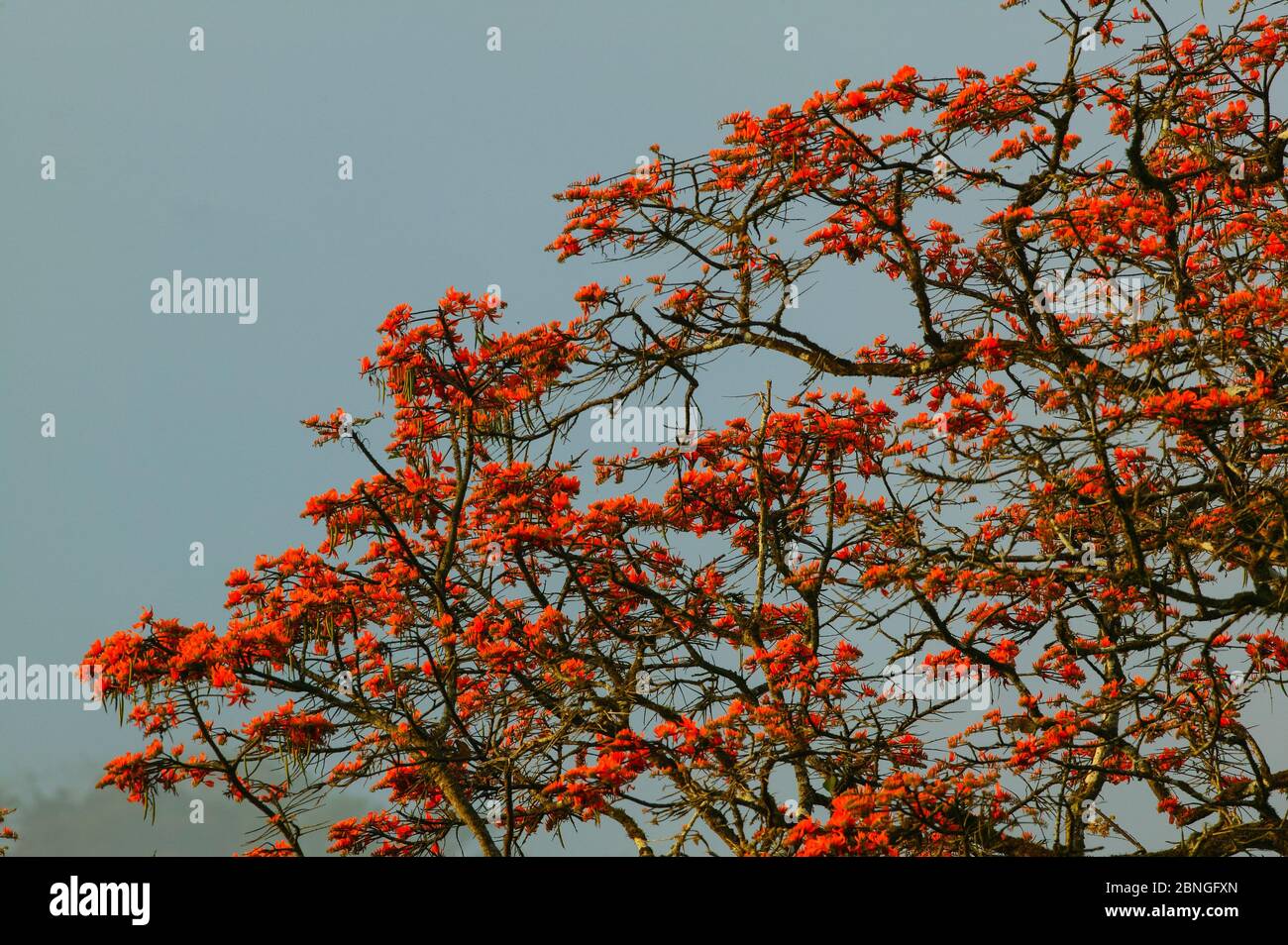 Fiori di arancio su un albero nella foresta pluviale vicino alla stazione di campo di Cana, il parco nazionale di Darien, provincia di Darien, Repubblica di Panama. Foto Stock