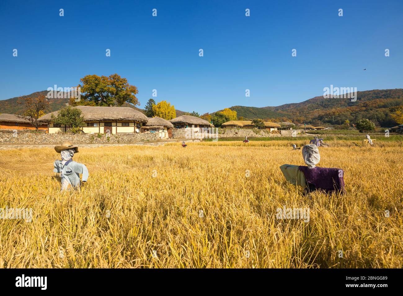 Bella risaia e scarrecrows autunno Foto Stock