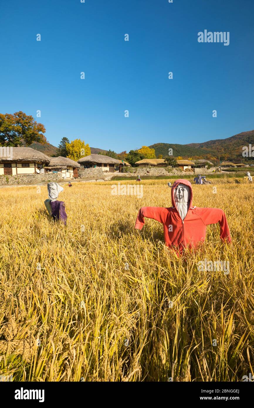 Bella risaia e scarrecrows autunno Foto Stock