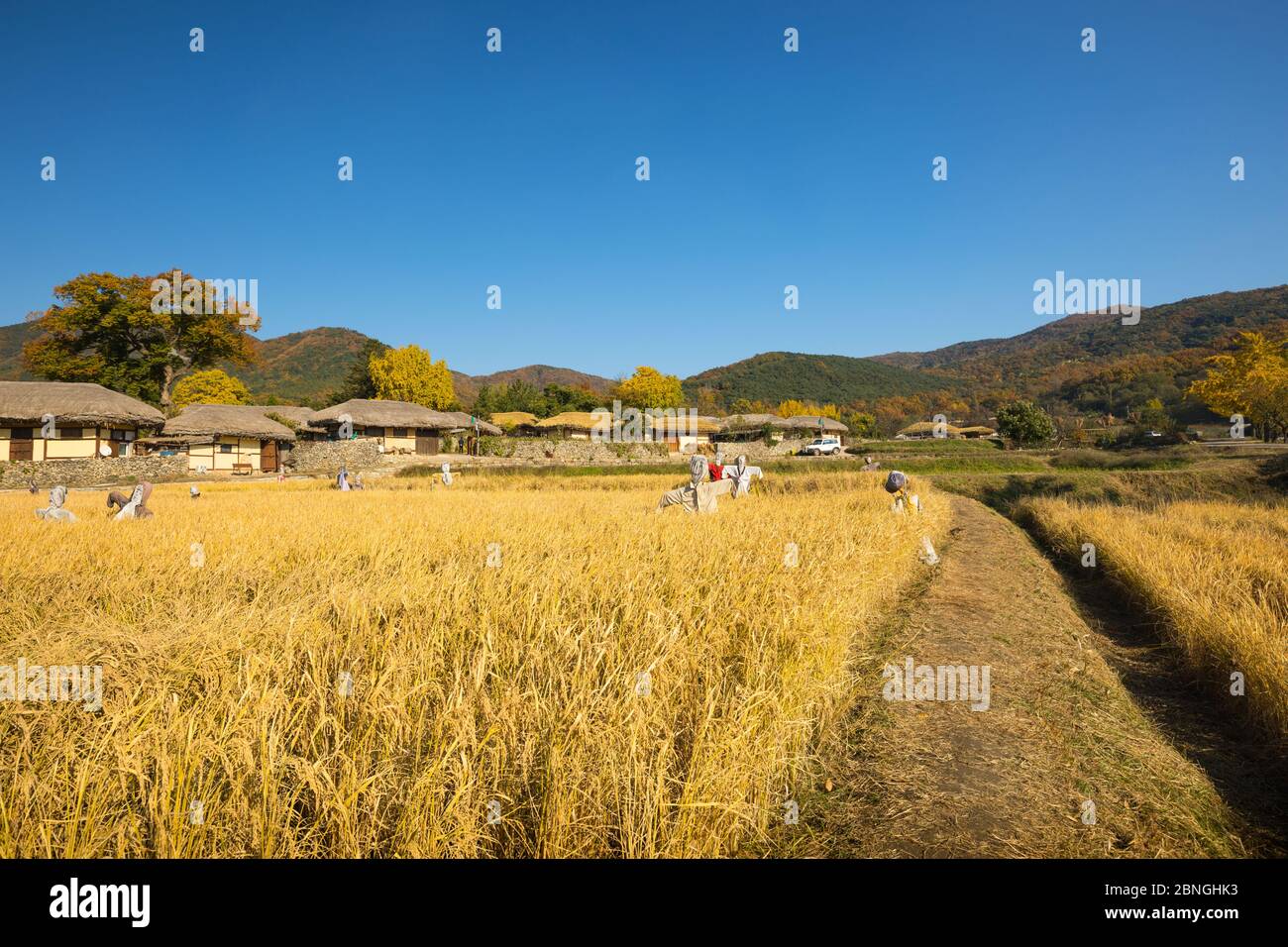 Bella risaia autunno e tradizionale casa di paglia. Tradizionale villaggio agricolo nel villaggio folk di Asan Oeam, Corea del Sud Foto Stock