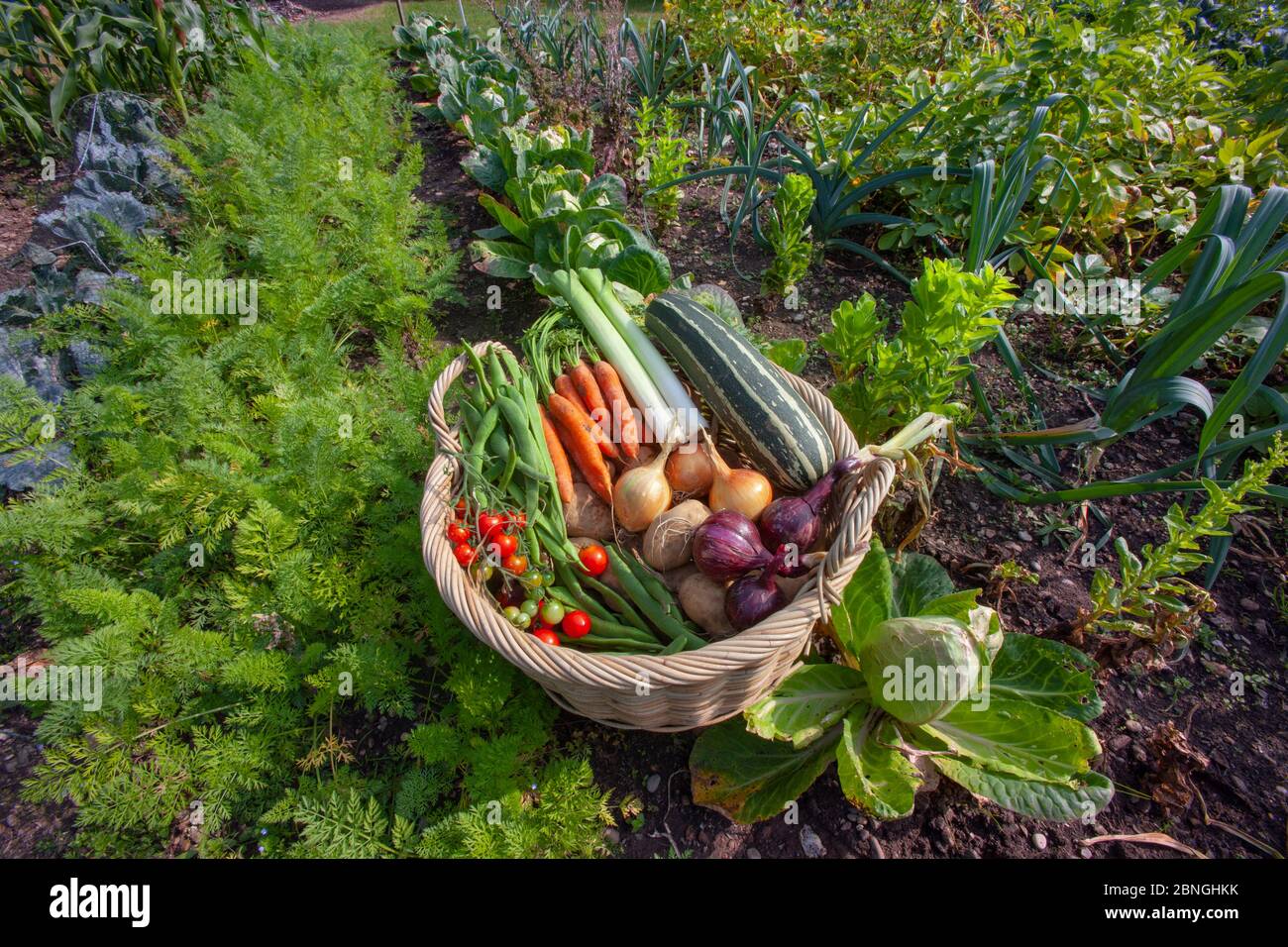 Le verdure coltivate in casa da un orto nel mese di agosto Foto Stock