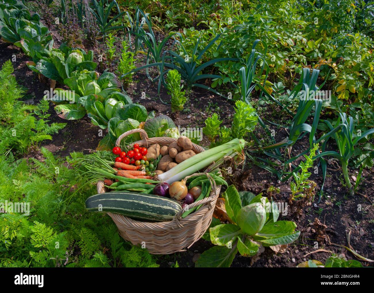 Le verdure coltivate in casa da un orto nel mese di agosto Foto Stock