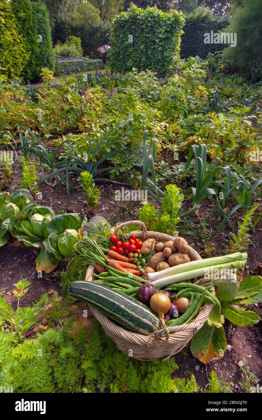 Le verdure coltivate in casa da un orto nel mese di agosto Foto Stock