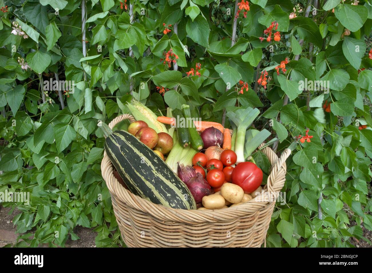 Le verdure coltivate in casa da un orto nel mese di agosto Foto Stock