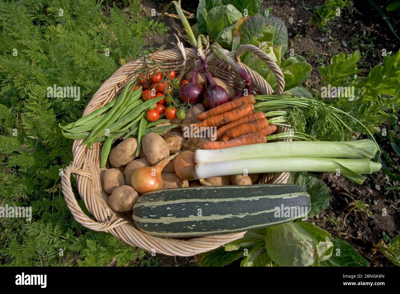 Le verdure coltivate in casa da un orto nel mese di agosto Foto Stock