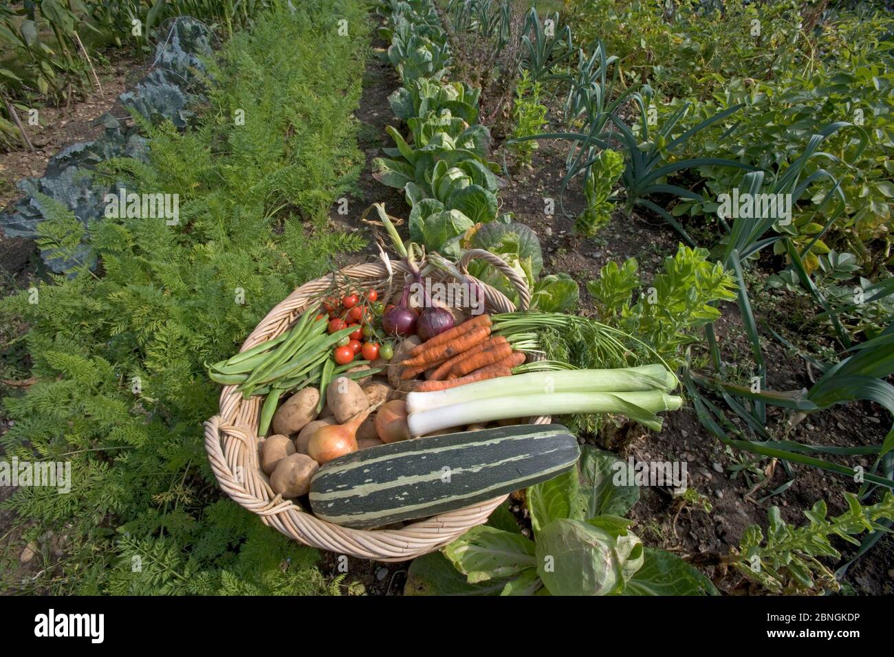 Le verdure coltivate in casa da un orto nel mese di agosto Foto Stock