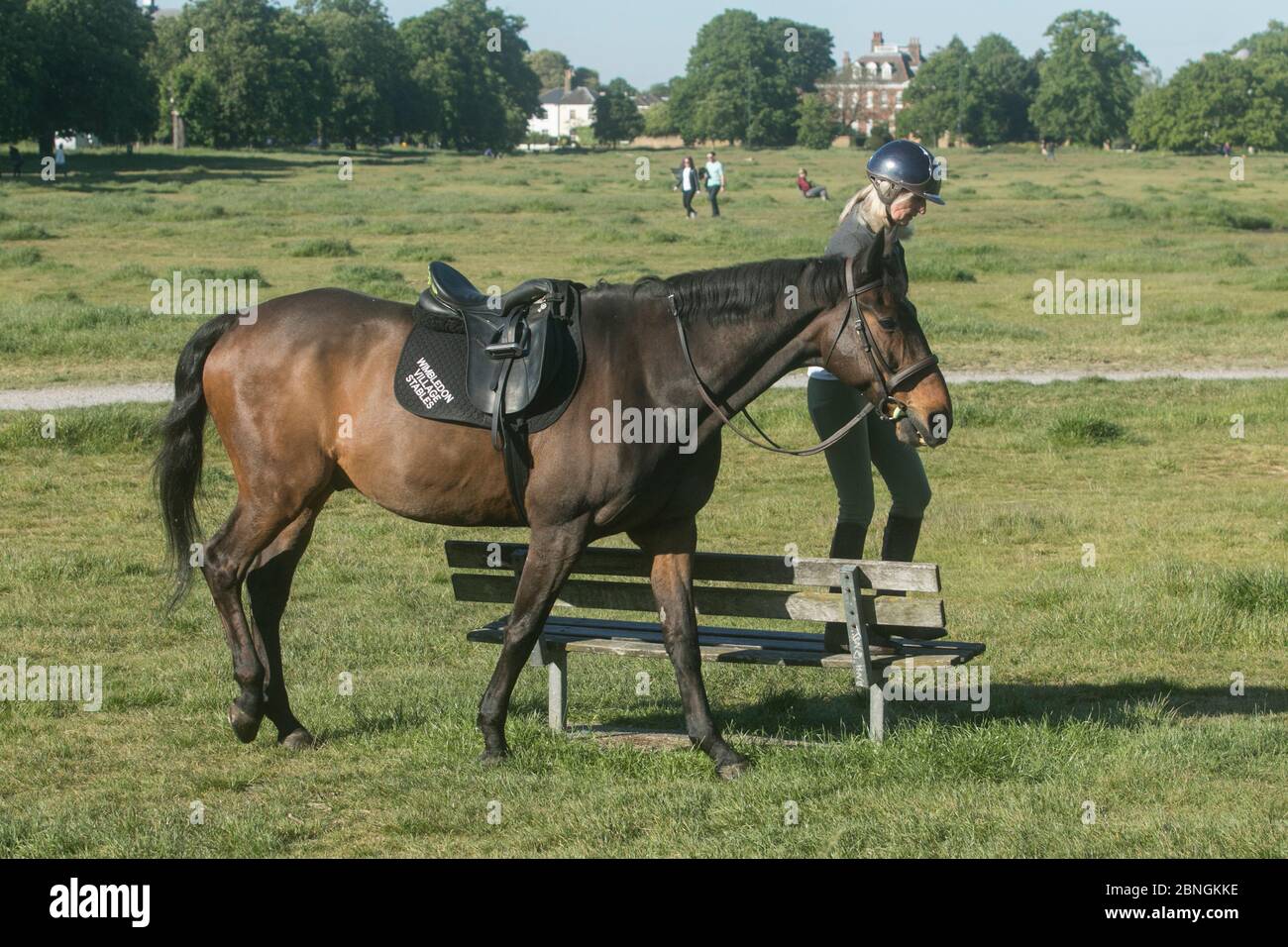 WIMBLEDON LONDRA, 15 maggio 2020. REGNO UNITO. Una donna che prende il suo cavallo per una passeggiata su Wimbledon Common in una mattina soleggiata. Credit: amer Ghazzal/Alamy Live News Foto Stock