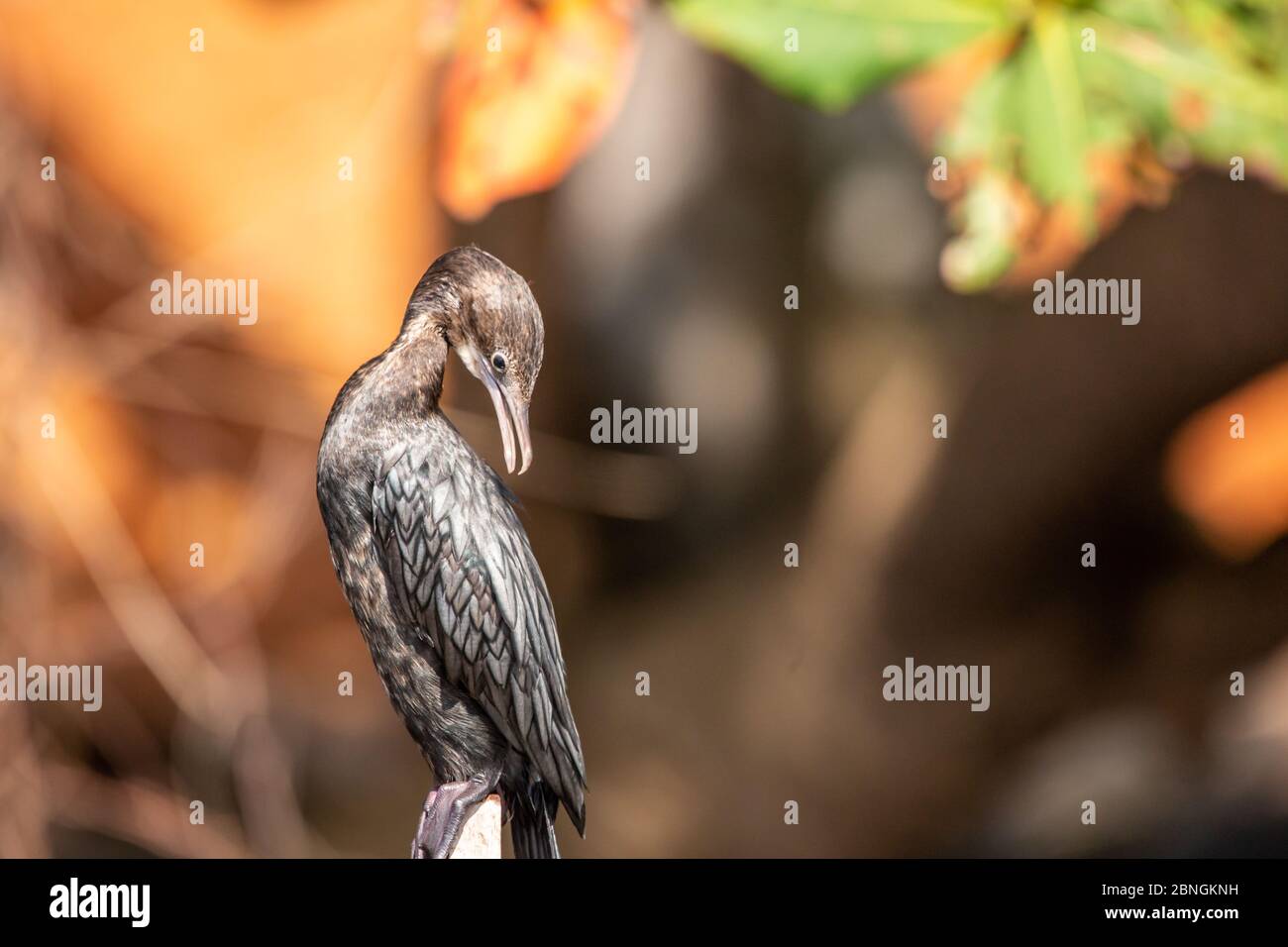 Kormoran auf einem Pflogauf Sri Lanka Foto Stock