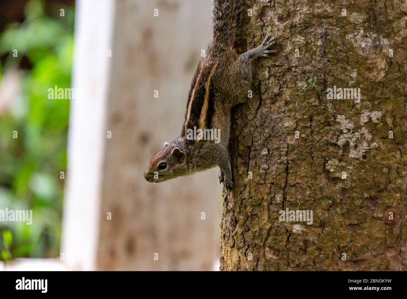 Streifenhoernchen an einem Baumauf auf Sri Lanka Foto Stock