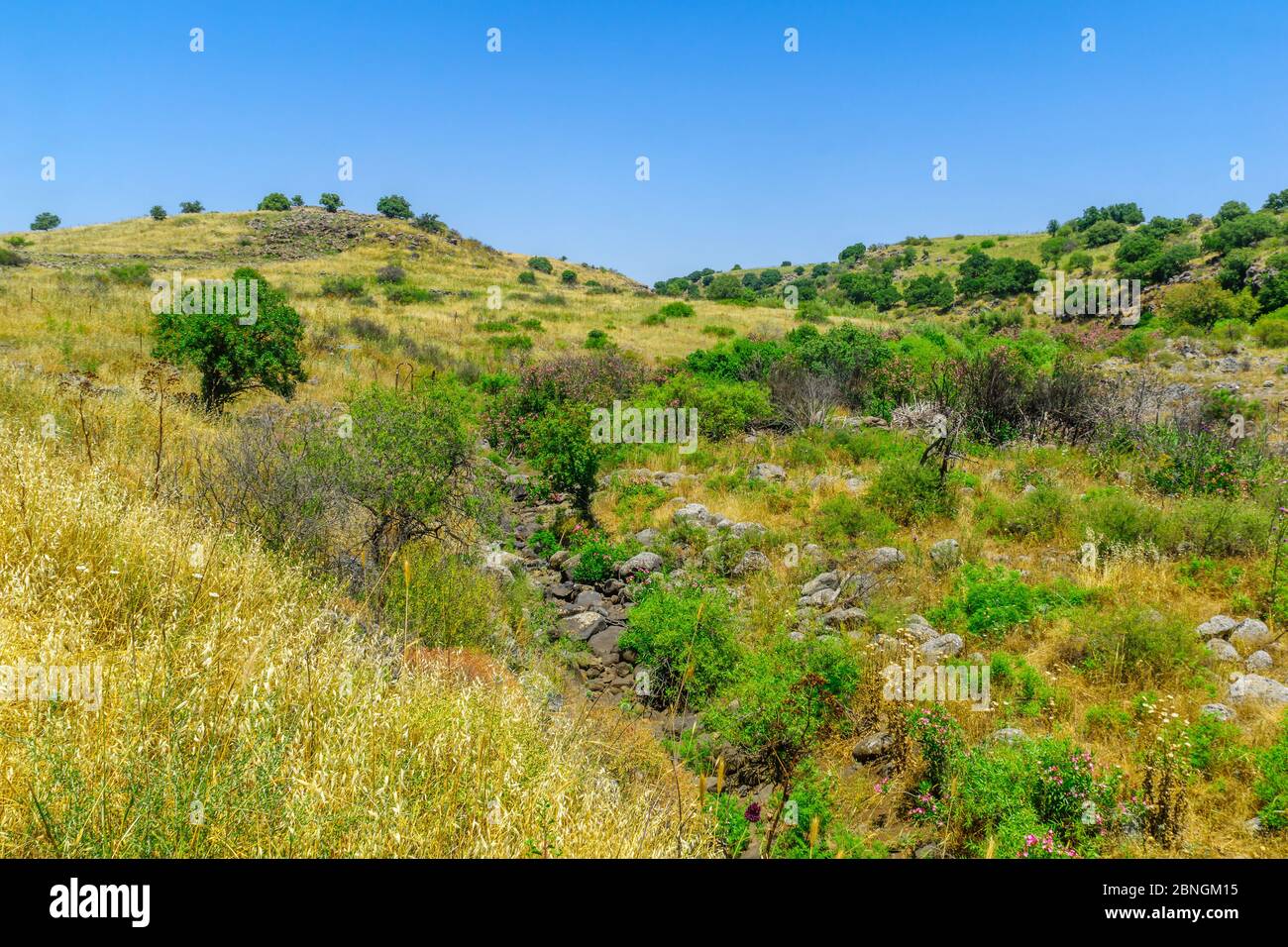 Vista del paesaggio lungo il torrente Zavitan, nella Riserva Naturale della Foresta di Yehudiya, le alture del Golan, Israele settentrionale Foto Stock