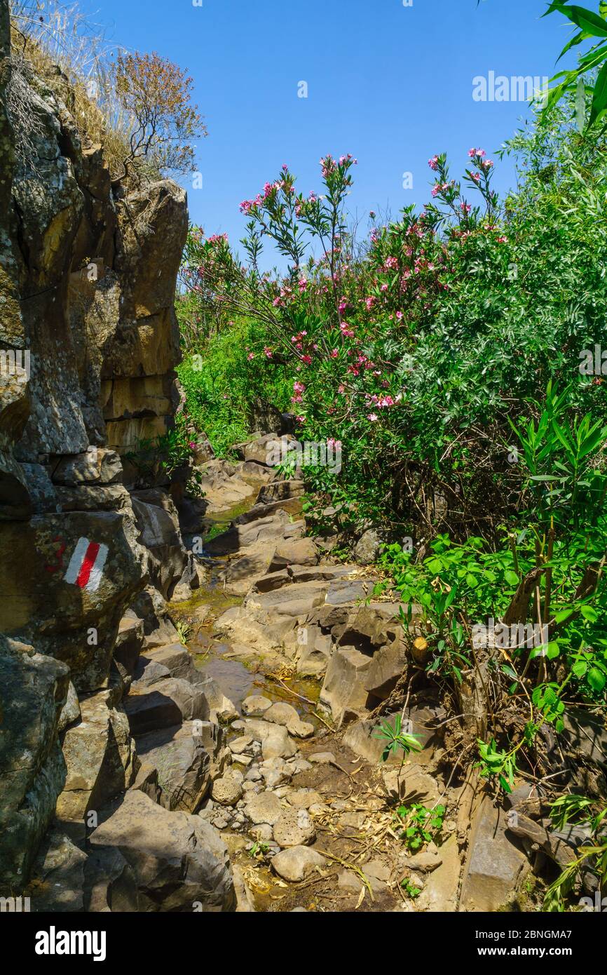 Vista di un sentiero escursionistico lungo il torrente Zavitan, nella Riserva Naturale della Foresta di Yehudiya, le alture del Golan, Israele settentrionale Foto Stock