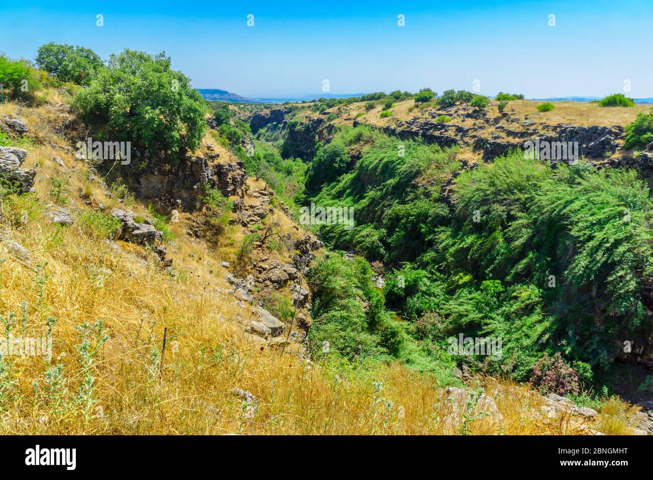 Vista del paesaggio e della gola del torrente Zavitan, nella Riserva Naturale della Foresta di Yehudiya, le alture del Golan, Israele settentrionale Foto Stock