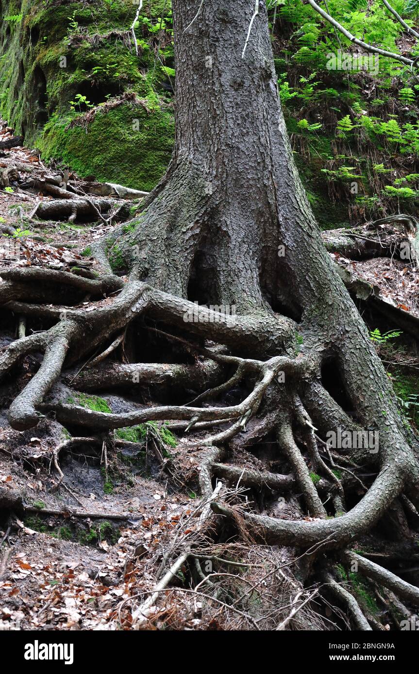 Bizzarra Wurzeln eines Baumes an einem Felsen Foto Stock