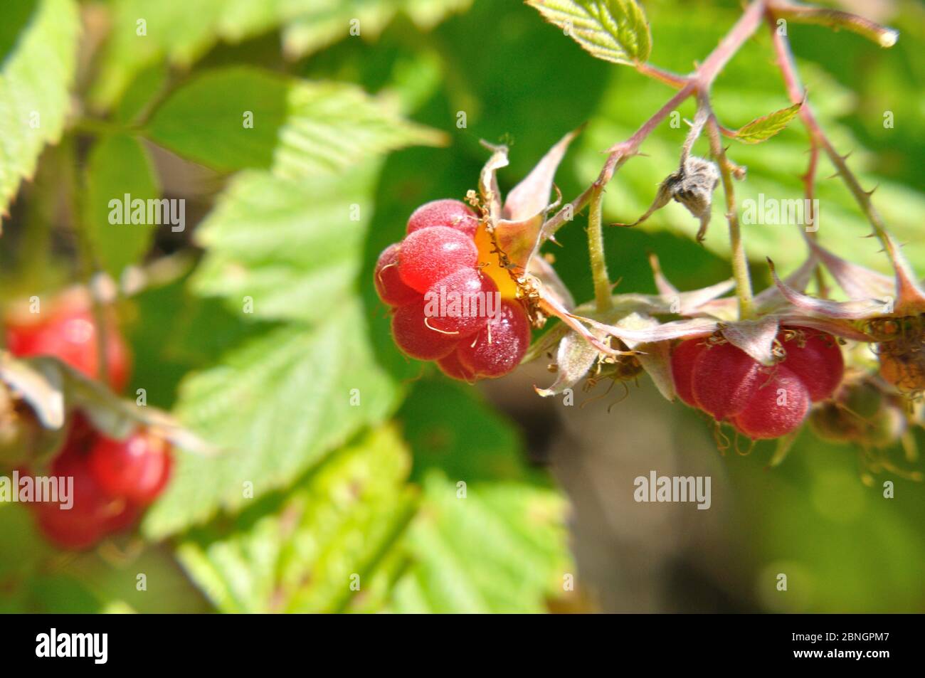 Rote und schwarze Brombeeren (lat. Rubus) am Strauch Sommer im Foto Stock