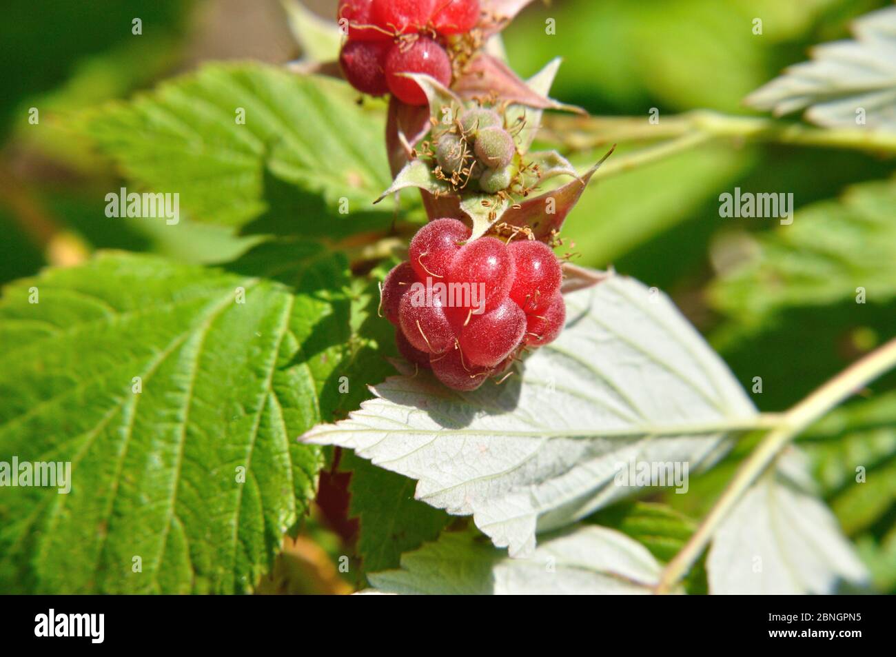 Rote und schwarze Brombeeren (lat. Rubus) am Strauch Sommer im Foto Stock