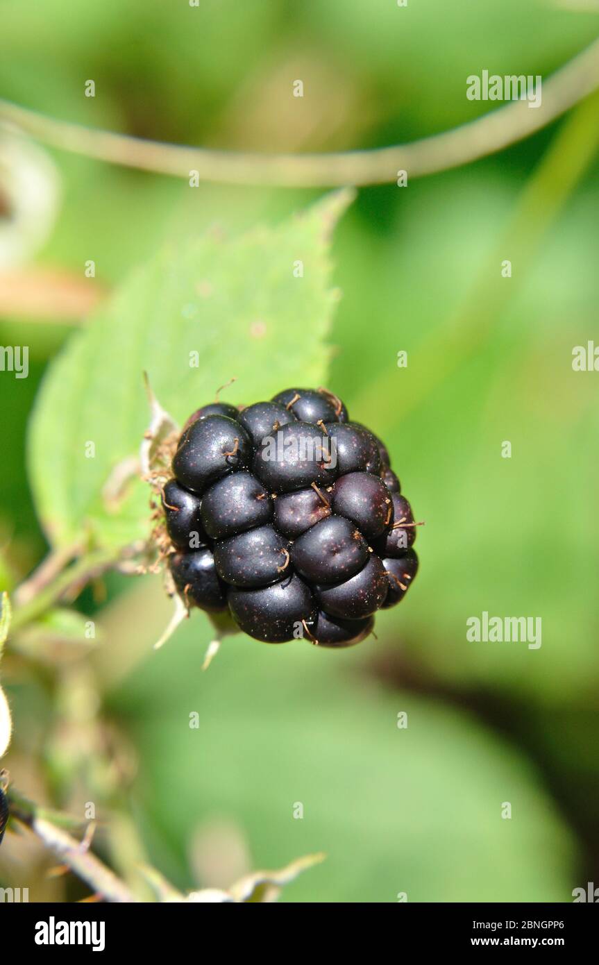 Rote und schwarze Brombeeren (lat. Rubus) am Strauch Sommer im Foto Stock