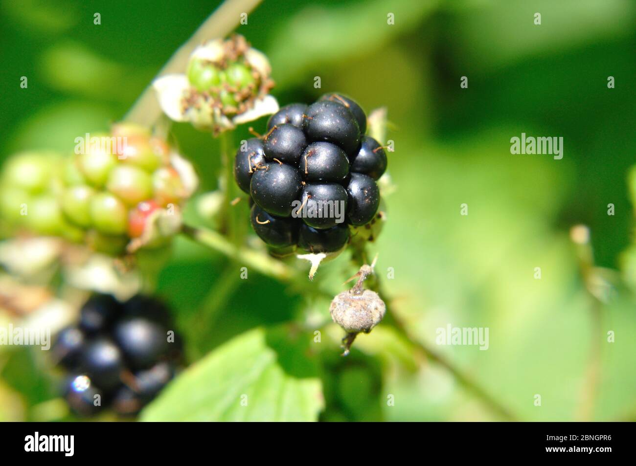 Rote und schwarze Brombeeren (lat. Rubus) am Strauch Sommer im Foto Stock