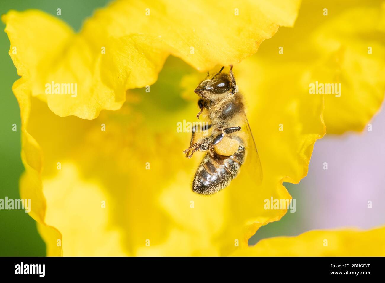 ape di miele - apis - appeso dal papavero gallese che combatte il polline dei grani dal suo corpo e nelle sacche di polline - uk Foto Stock
