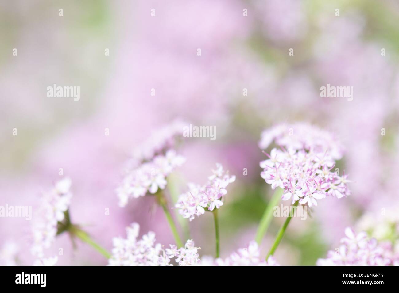 soft out of focus pink chaerophyllum hirsutum roseum sfondo fiori con copyspace Foto Stock