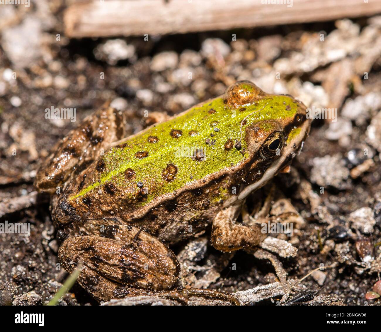 La rana reale (lat. Anihidae) è una famiglia di anfibi sartiformi Foto Stock