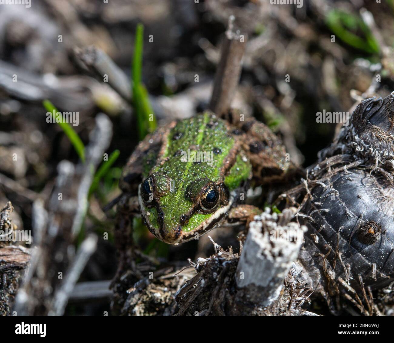 La rana reale (lat. Anihidae) è una famiglia di anfibi sartiformi Foto Stock