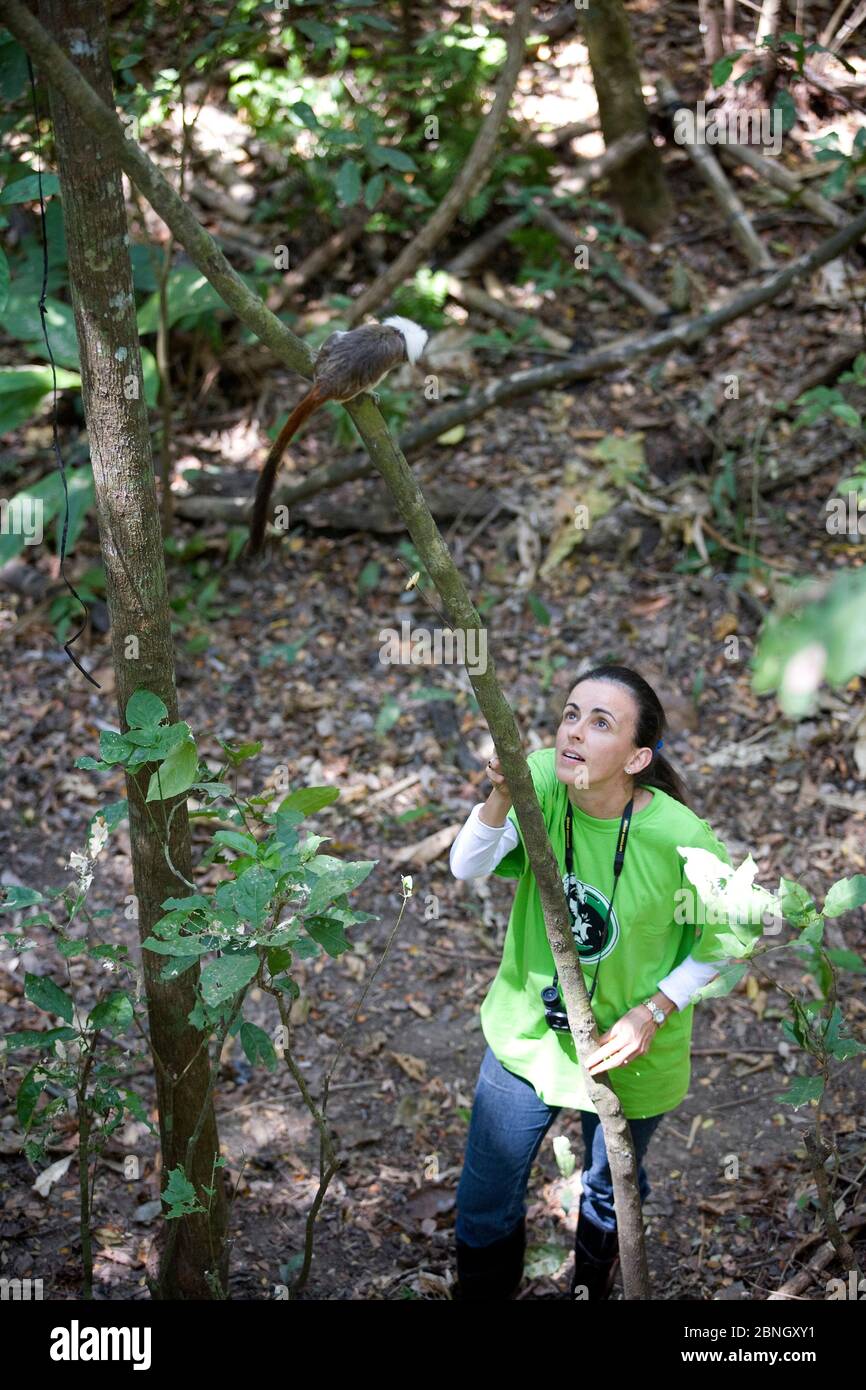 Rosamra Guillen, direttore del progetto / Proyecto Titi osservando il tamarina di cotone selvaggio (Saguinus oedipus) nella foresta tropicale secca, Colombia criticamente Foto Stock