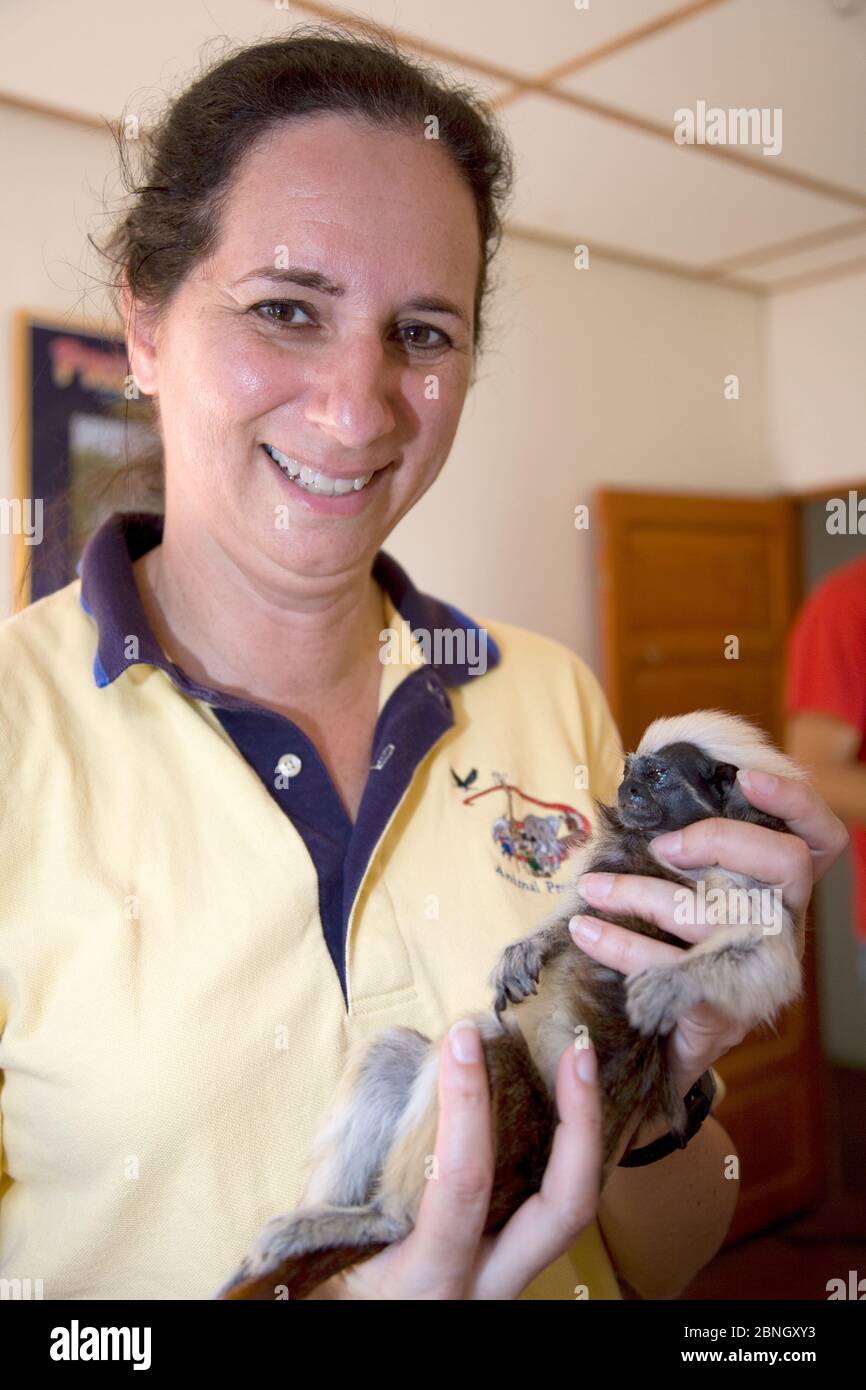 Anne Savage, direttore del progetto / Proyecto Titi che tiene tamarina selvatica Cotton-top (Saguinus oedipus) prima che sia esame di salute, Colombia, febbraio Foto Stock