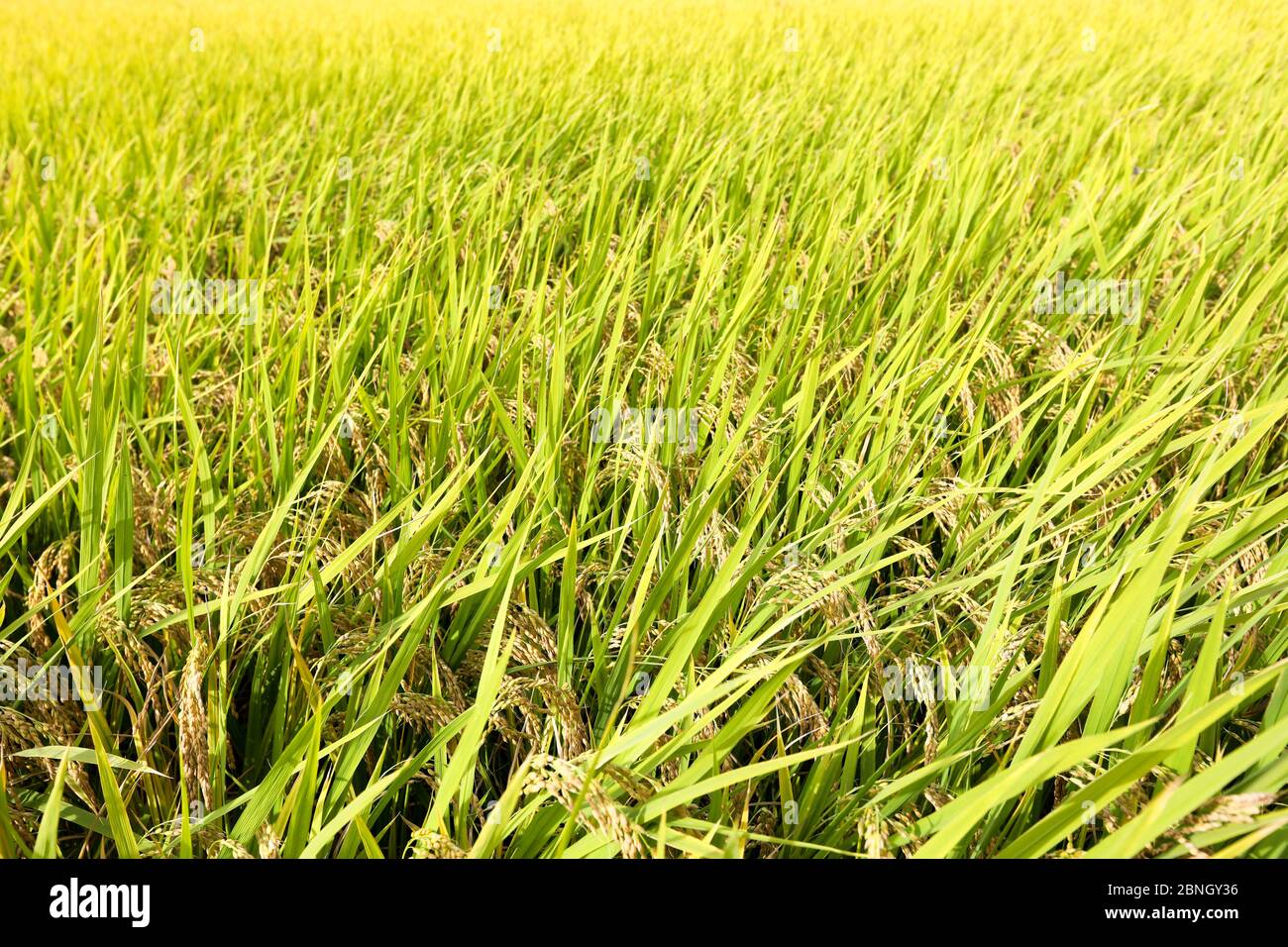 Campo di riso primo piano il giorno d'estate Foto Stock