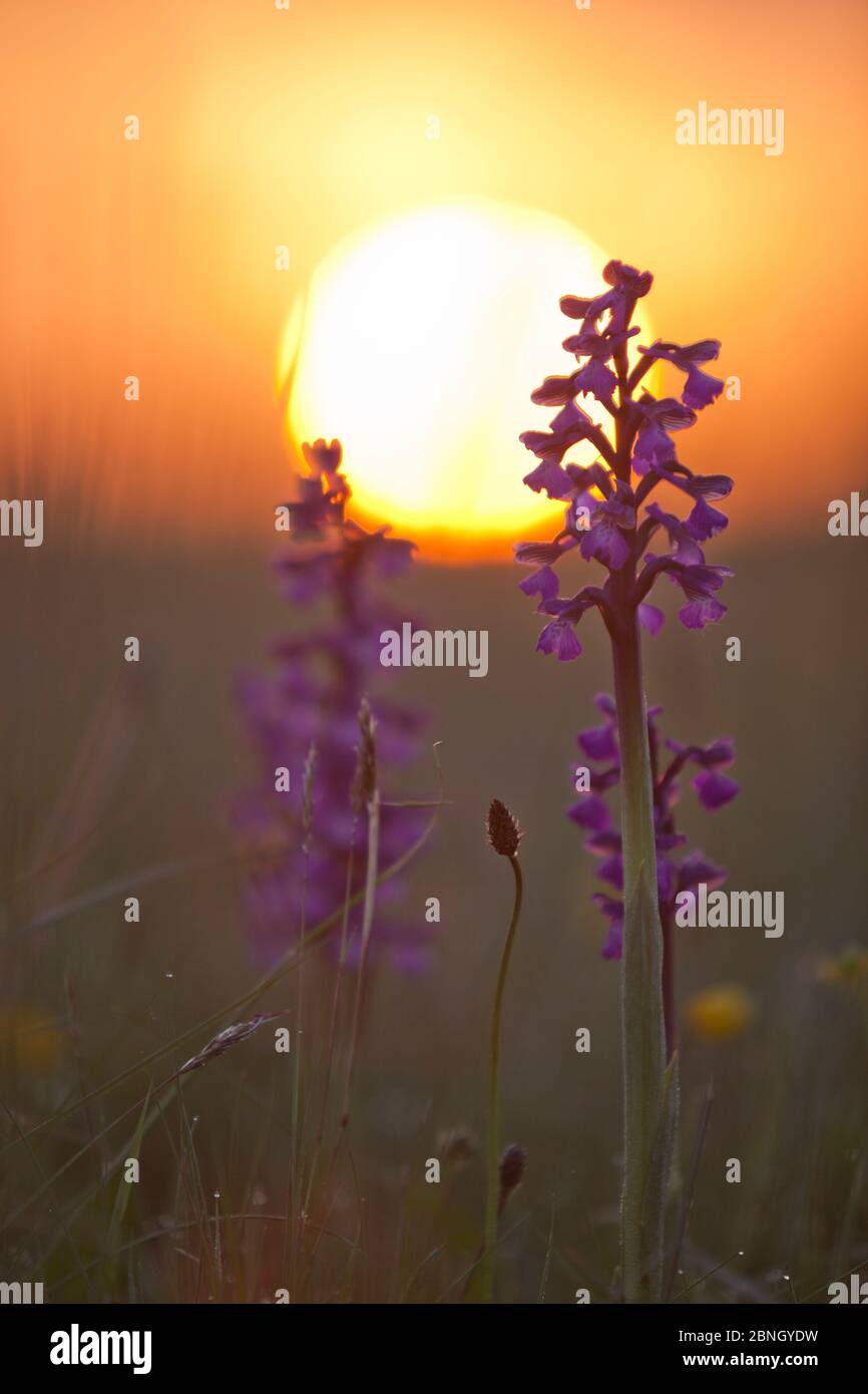 Verde-winged orchidee (Anacamptis morio) all'alba, Ashton Court Park, Bristol, Regno Unito, maggio Foto Stock