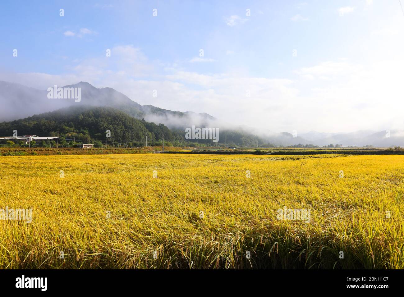 Vista sui campi di riso dorati nel villaggio montano autunnale, Corea del Sud Foto Stock