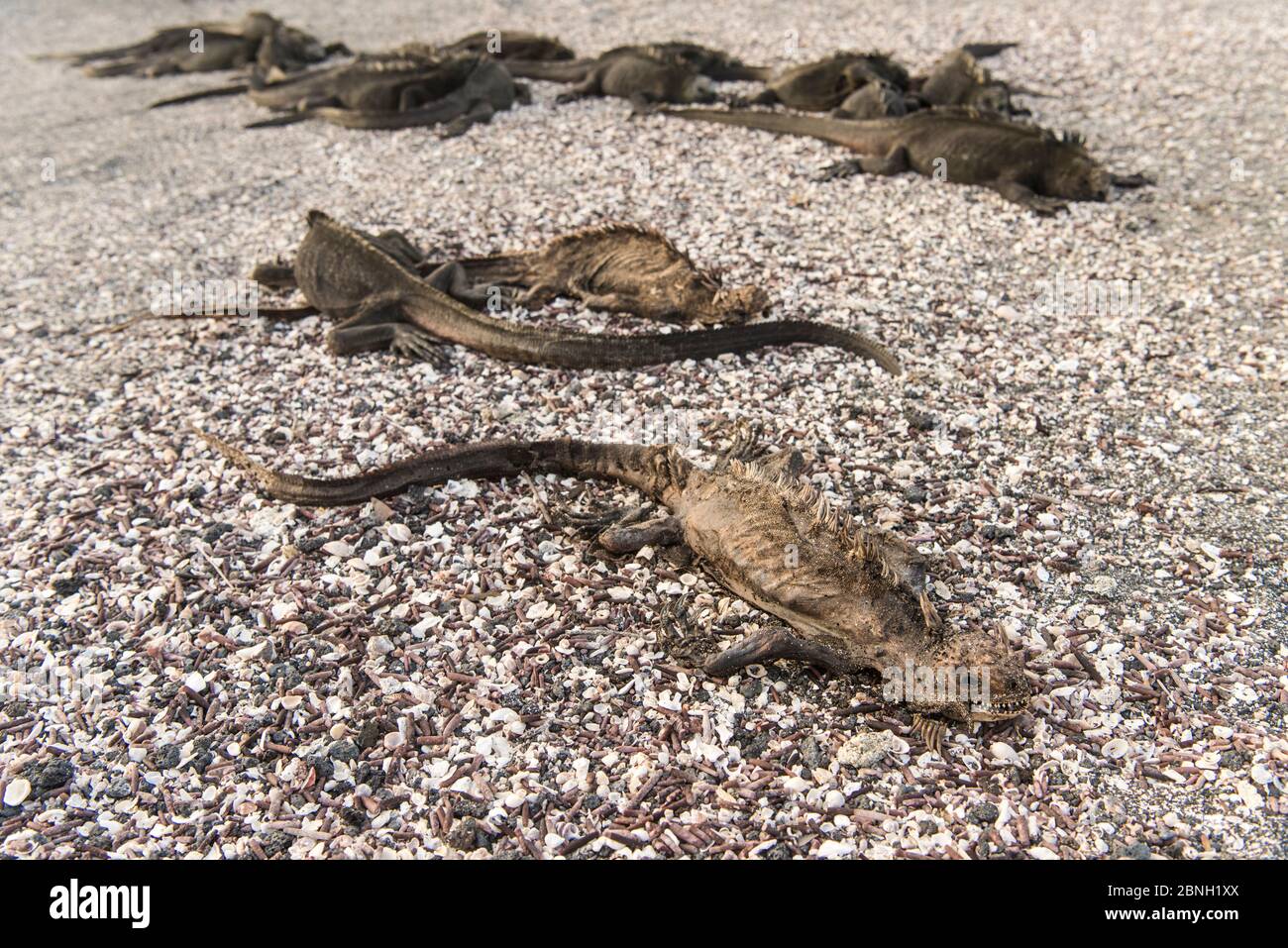 Iguanas marine morte (cristata Amblyrhynchus) con alcuni vivi sullo sfondo, isola Fernandina, Galapagos. Aprile 2016. Le iguane sono probabilmente d Foto Stock