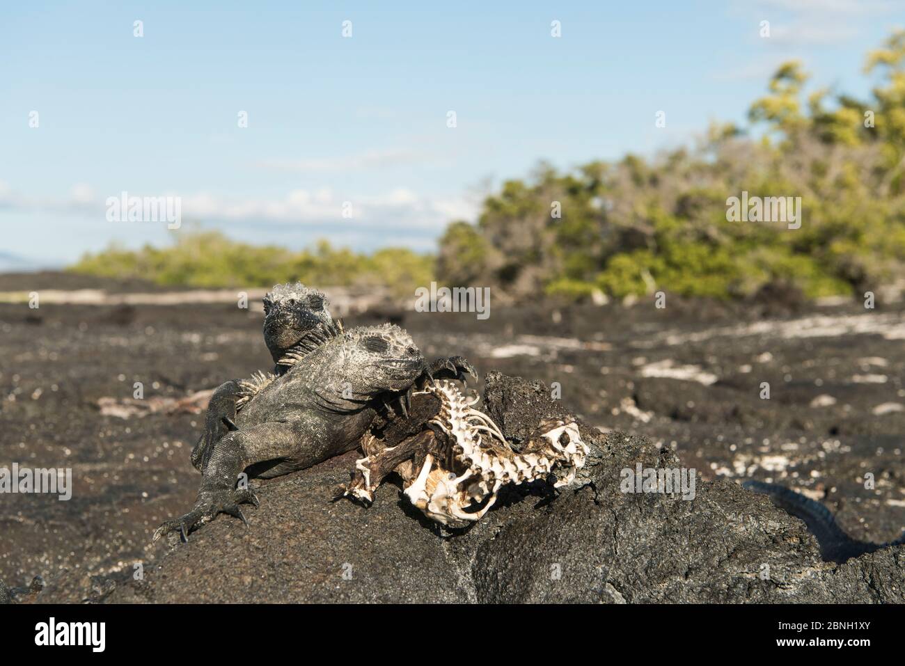 Iguane Marine (Amblyrhynchus cristatus) crogiolarsi sulla roccia accanto a scheletro di uno che morti di fame. Insolitamente caldo El Nino acque hanno ucciso a l Foto Stock