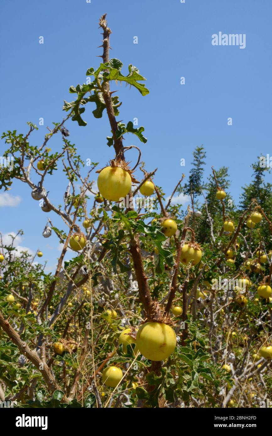 Mela di Sodoma / mela del diavolo / pomodoro del diavolo (Solanum linnaeanum / sodomaeum) una specie invasiva sudafricana con molti frutti gialli tossici, ro Foto Stock
