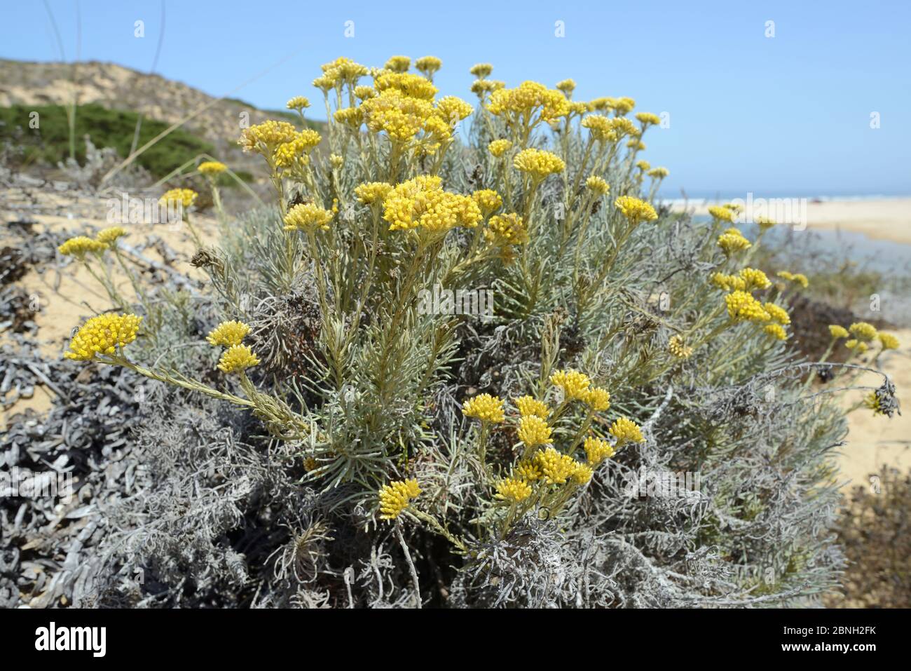 Pianta di curry (Helichrysum italicum picardii) fioritura su dune di  sabbia, Alentejo sud-orientale e Parco Nazionale Costa Vicentina, Algarve,  Portogallo Foto stock - Alamy